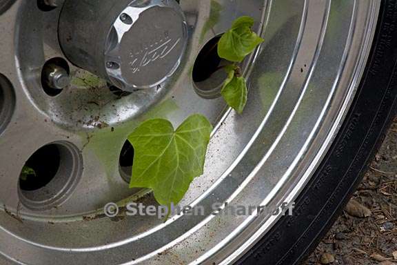 ivy in wheel graphic